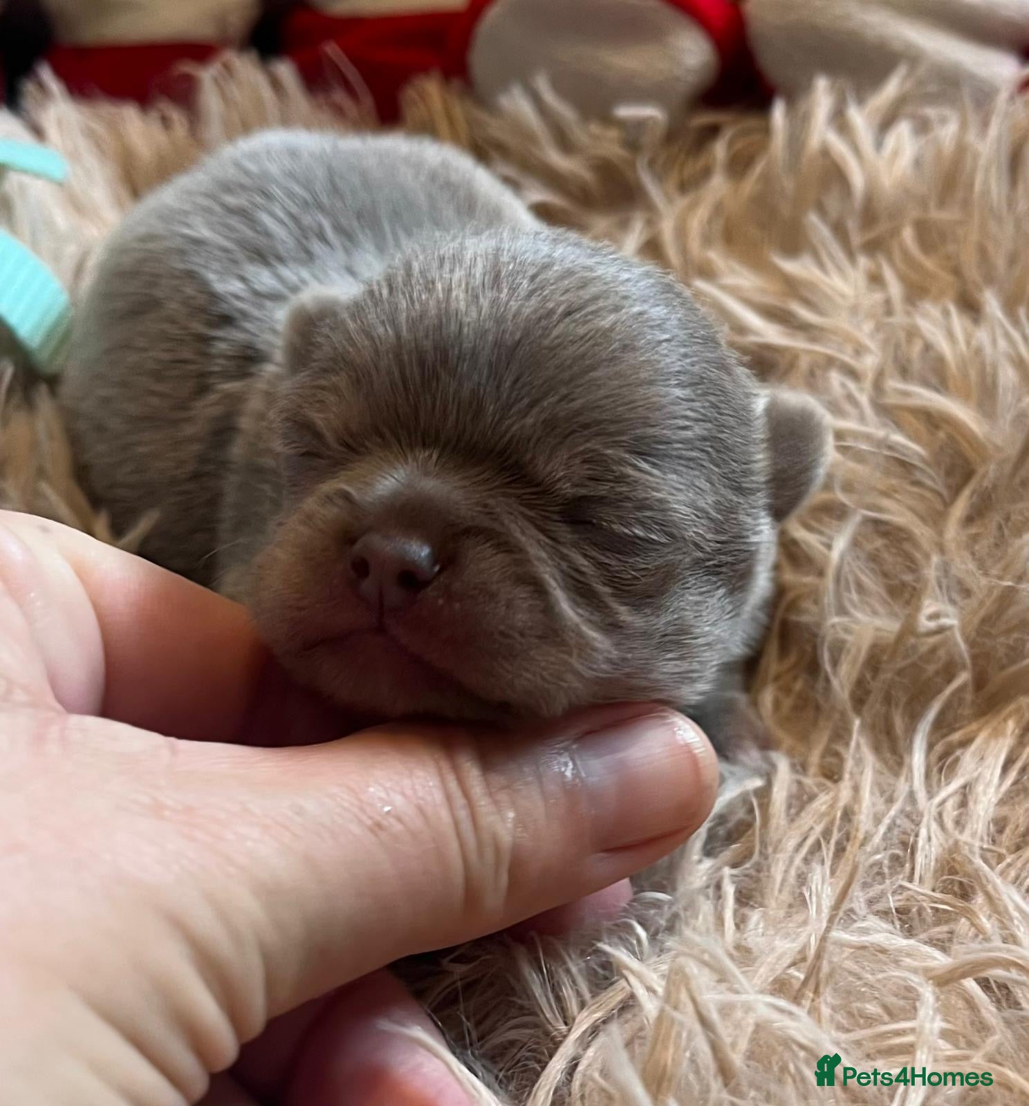 Chihuahua dogs BEAUTIFUL LONGCOAT LILAC BOY - Advert 13