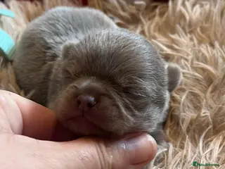 Chihuahua dogs BEAUTIFUL LONGCOAT LILAC BOY - Advert 13