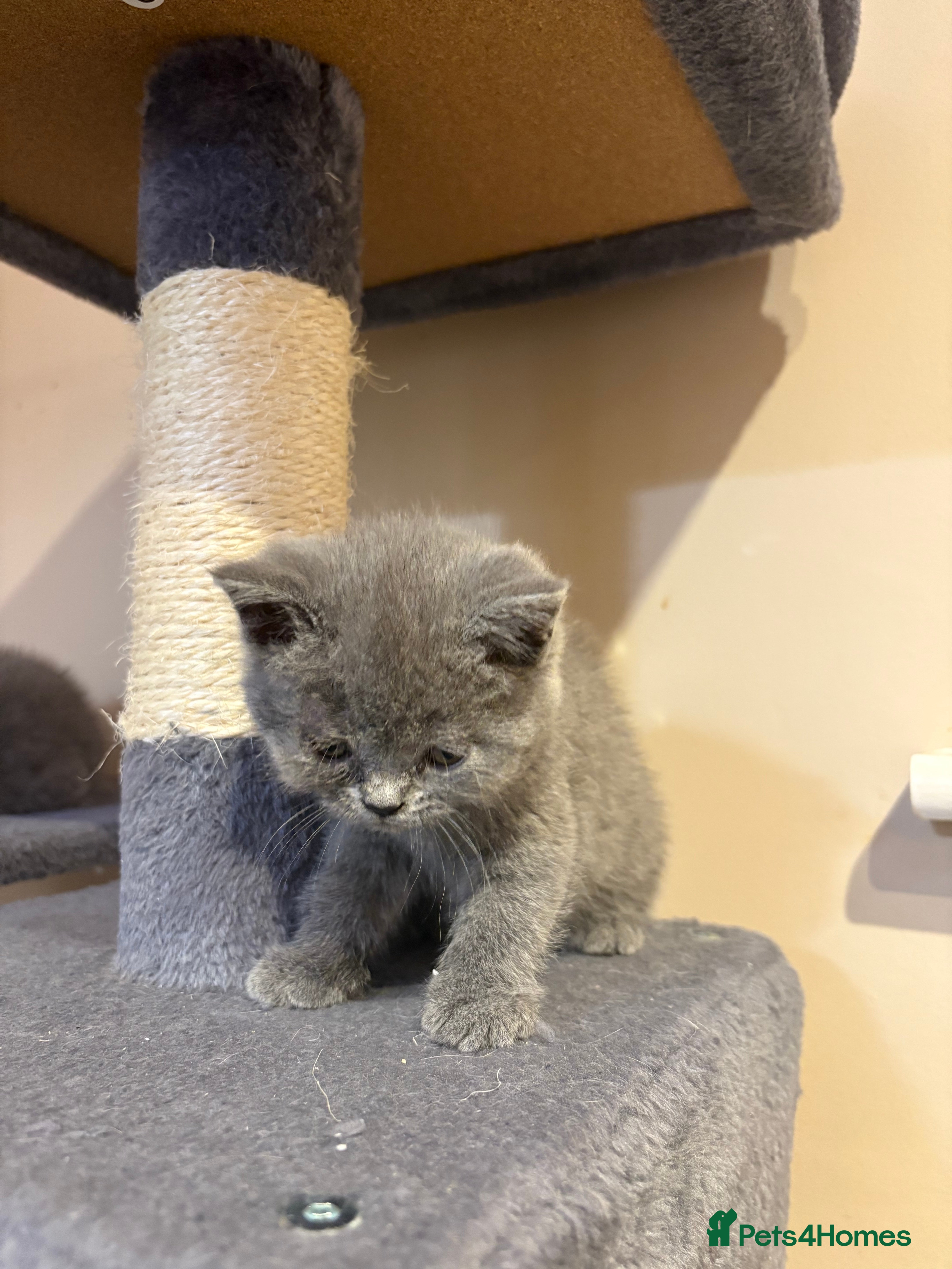 British Shorthair cats British short hair for sale - Advert 2