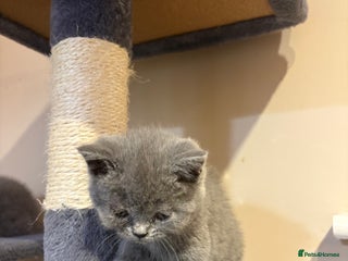 British Shorthair cats British short hair for sale - Advert 2