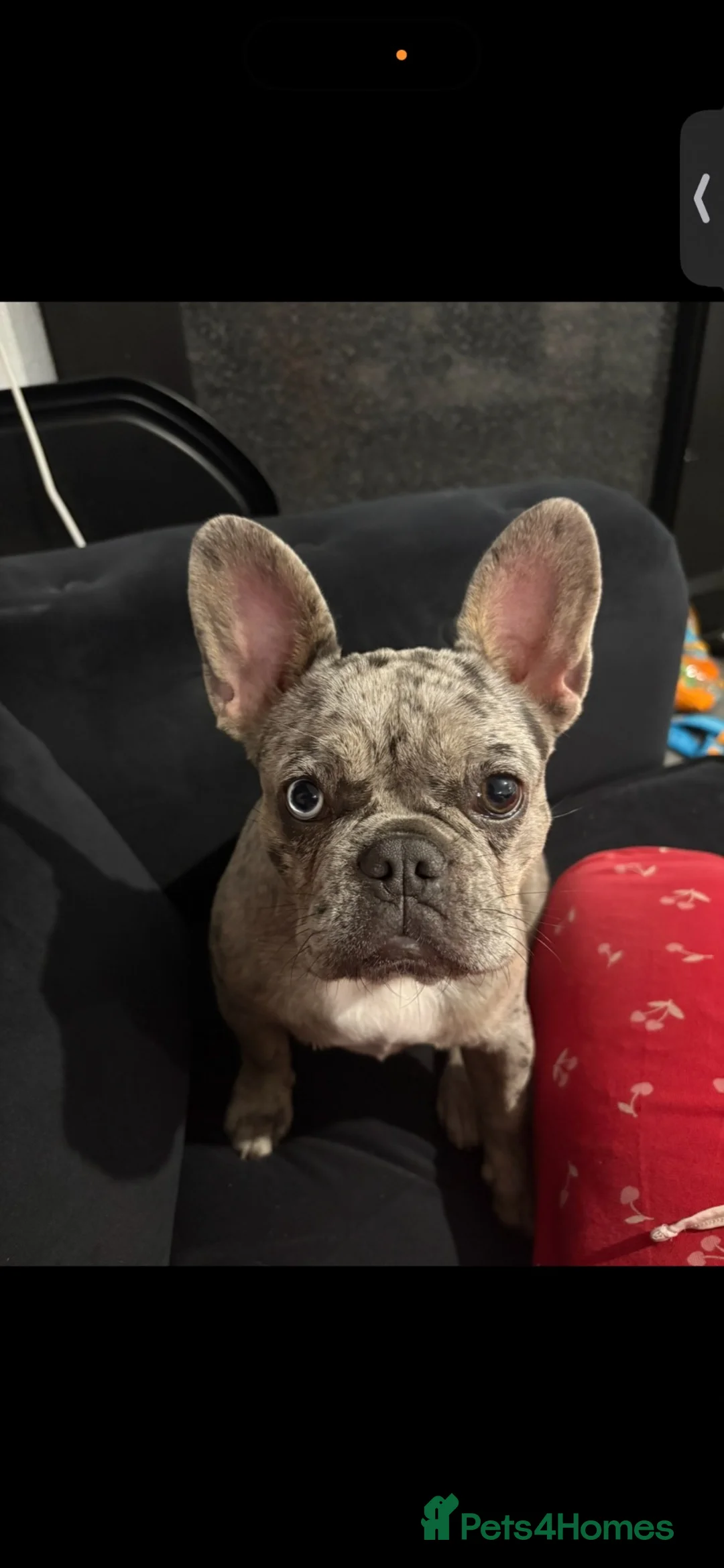 French Bulldog dogs for sale: Merle Frenchbulldog - Advert 1