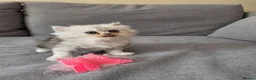 Persian cats for sale: Persian ragdoll / chinchilla kittens - Advert 16