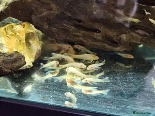 Plecos fish BLUE EYE LEMON BRISTLENOSE PLECS - Advert 1