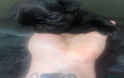 Frug dogs for sale: 5 pug puppies  - Advert 11