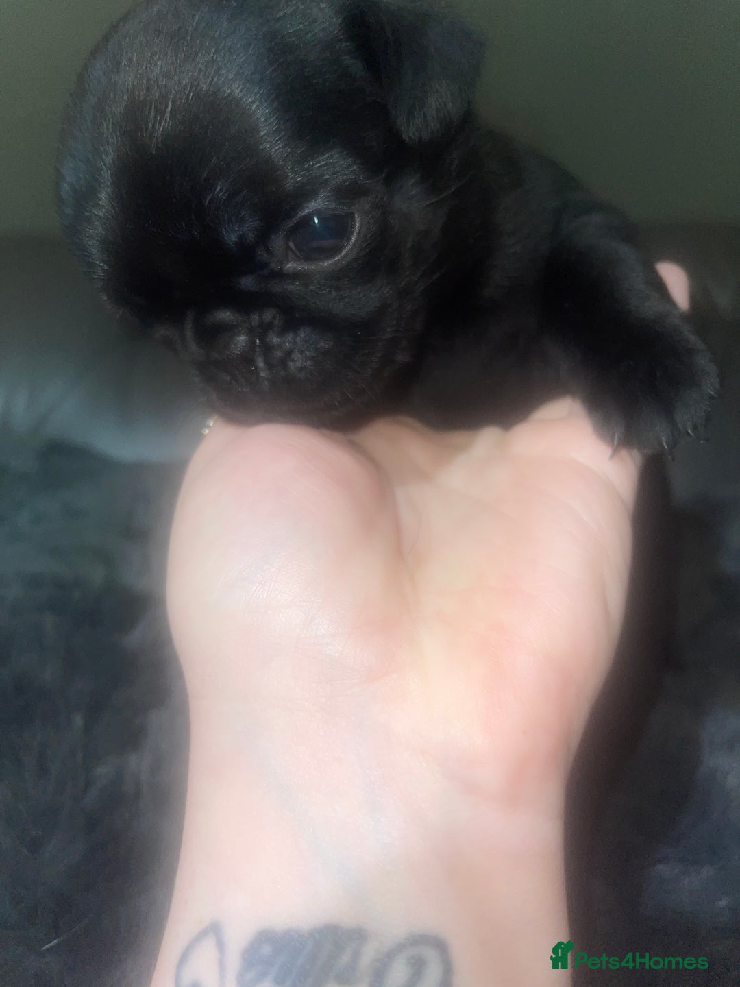 Frug dogs for sale: 5 pug puppies  - Advert 11