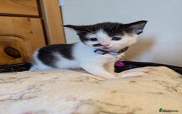 Domestic Shorthair cats for sale: Domestic Shorthair Female Kitten Available Now - Image 5