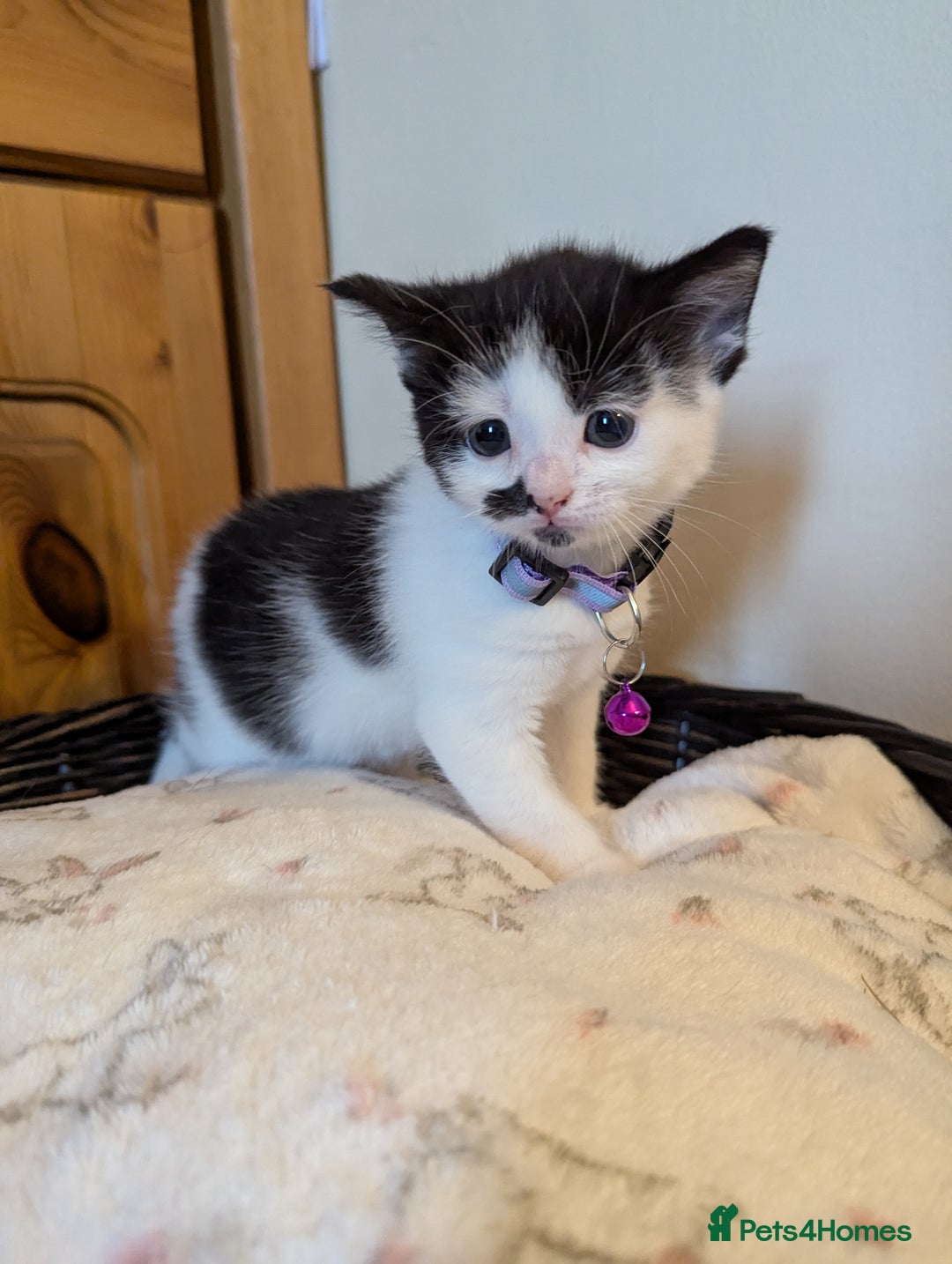 Domestic Shorthair cats for sale: Domestic Shorthair Female Kitten Available Now - Image 5
