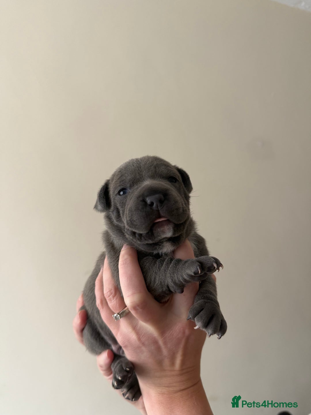 Staffordshire Bull Terrier dogs for sale: Blue Staffordshire bull terriers - Image 8