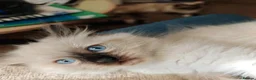 Ragdoll cats for sale: Kittens ready to new home  - Advert 10
