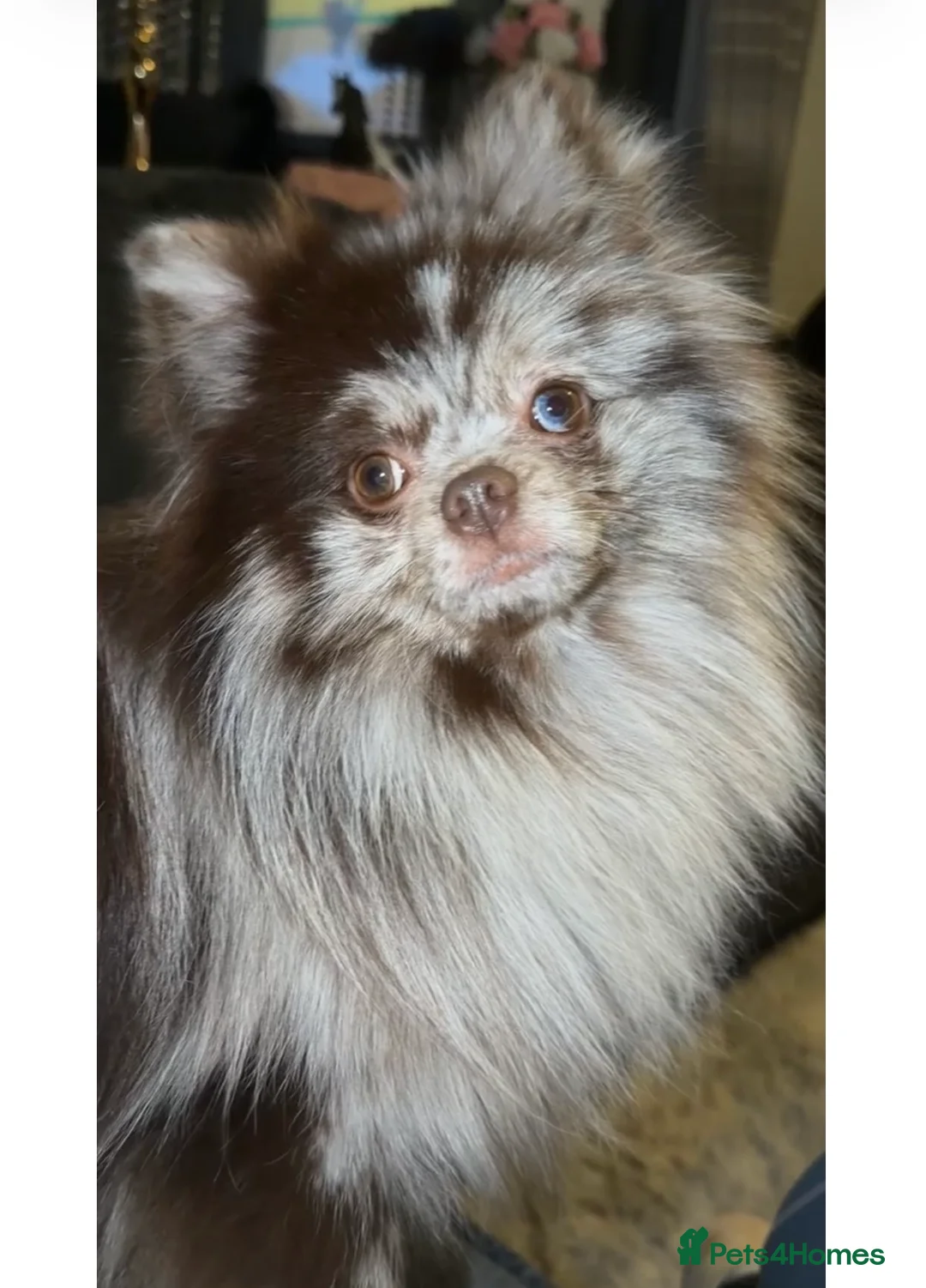 Pomeranian dogs for stud: Beautiful kc chocolate Merle for stud 🍫  - Advert 2