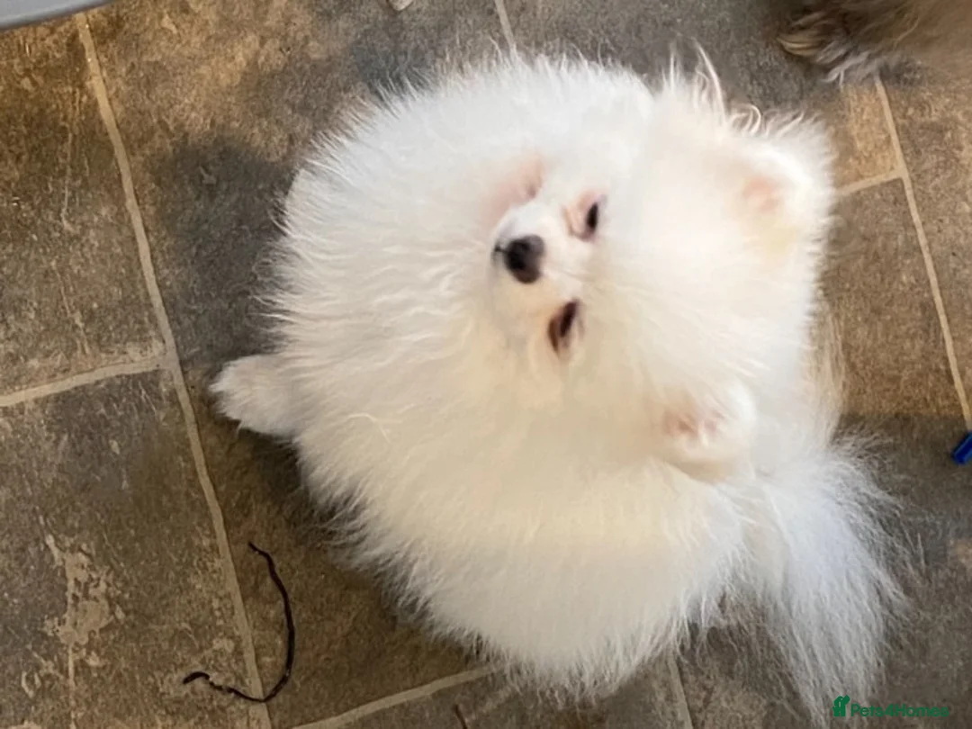 Pomeranian dogs for stud: Kc pure white 1.2 kg Pomeranian stud in Reigate - Advert 3