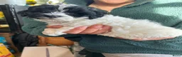 Maltipoo dogs for sale: Maltipoo puppies  - Advert 3