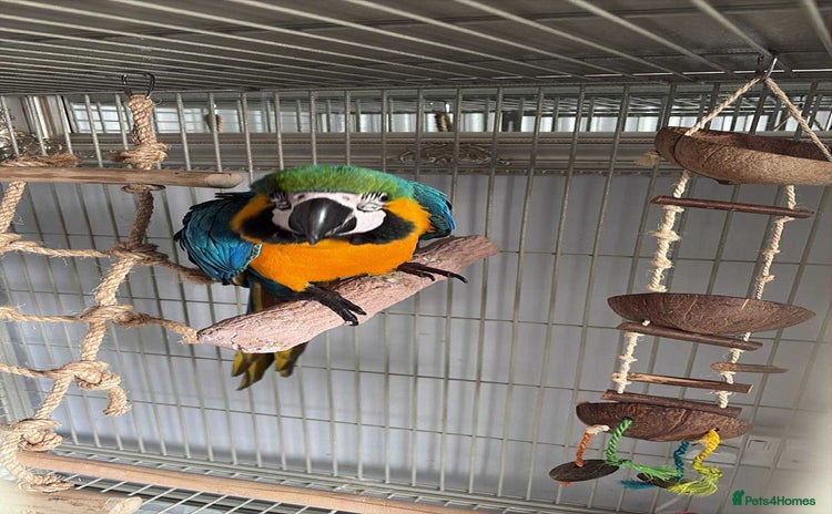 Macaws birds - Advert 1
