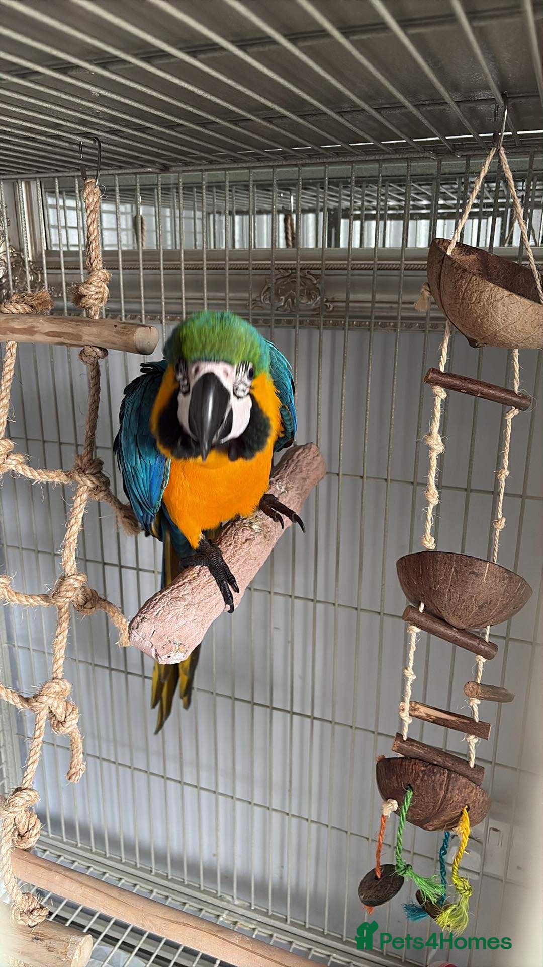 Macaws birds for sale: Blue & Gold Macaw 18 weeks  - Image 1