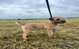 Border Terrier dogs for sale: Gorgeous Border Terrier Puppies looking for homes - Image 5