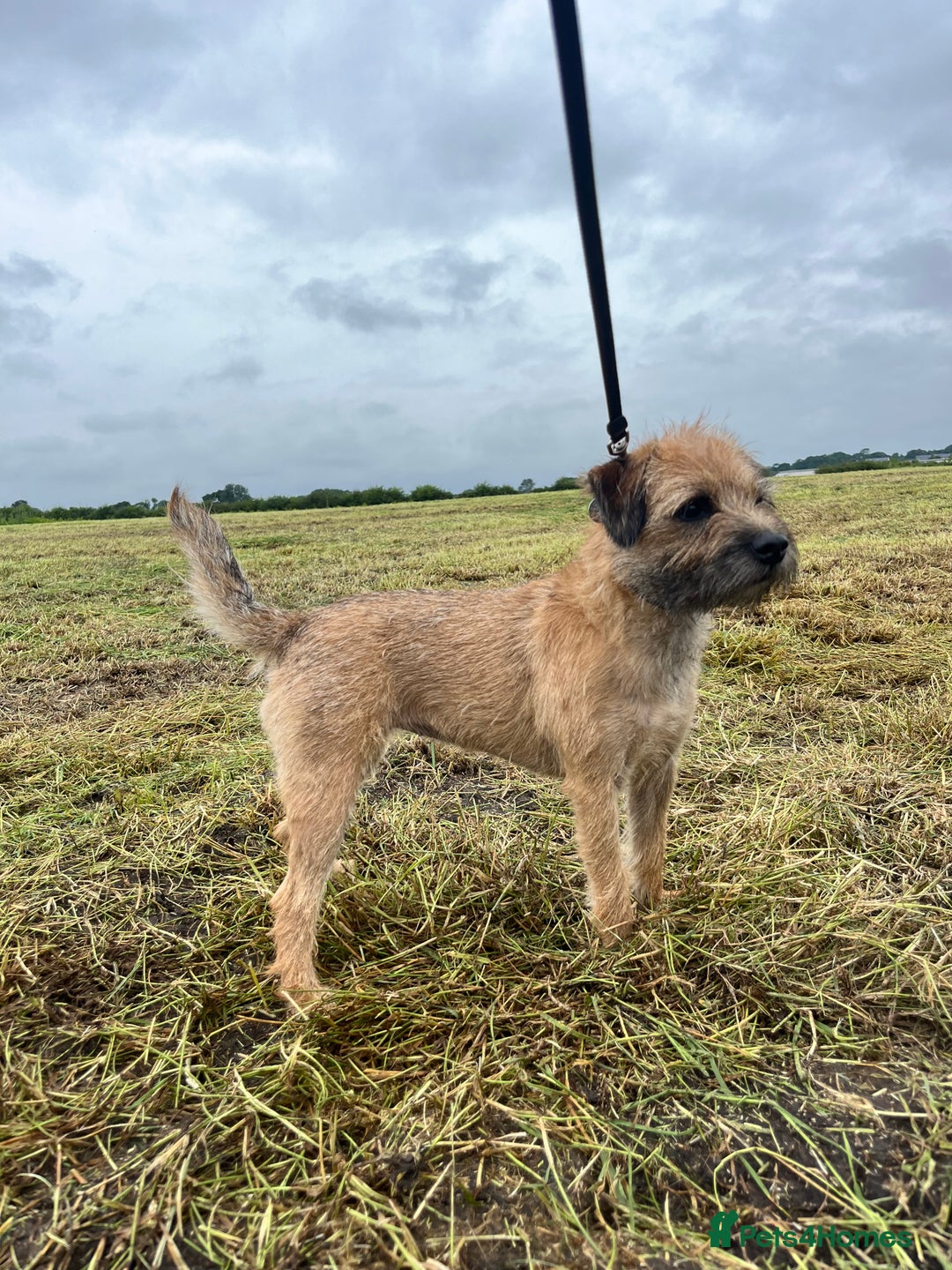 Border Terrier dogs for sale: Gorgeous Border Terrier Puppies looking for homes - Image 5