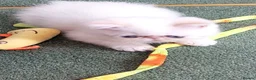 Exotic cats for sale: Colour Point Exotic Males - Advert 8