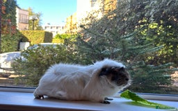 Guinea Pig rodents for sale: Boar White Abyssinian Cavy - Image 2