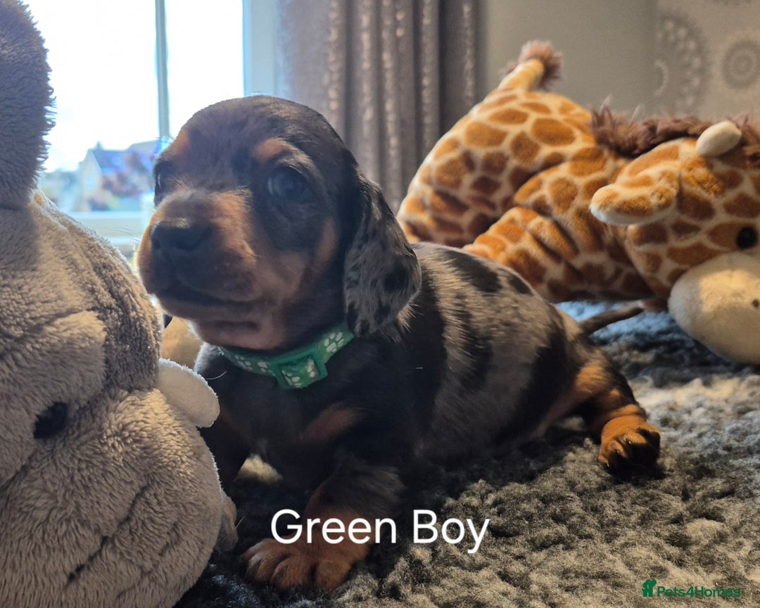 Dachshund dogs for sale: Dachshund Puppies looking for forever homes - Image 19
