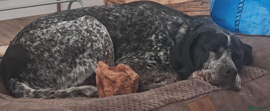 Mixed Breed dogs for adoption: 💙KOBE-A LOVING GERMAN POINTER LOOKING FOR HOME💙 - Advert 7