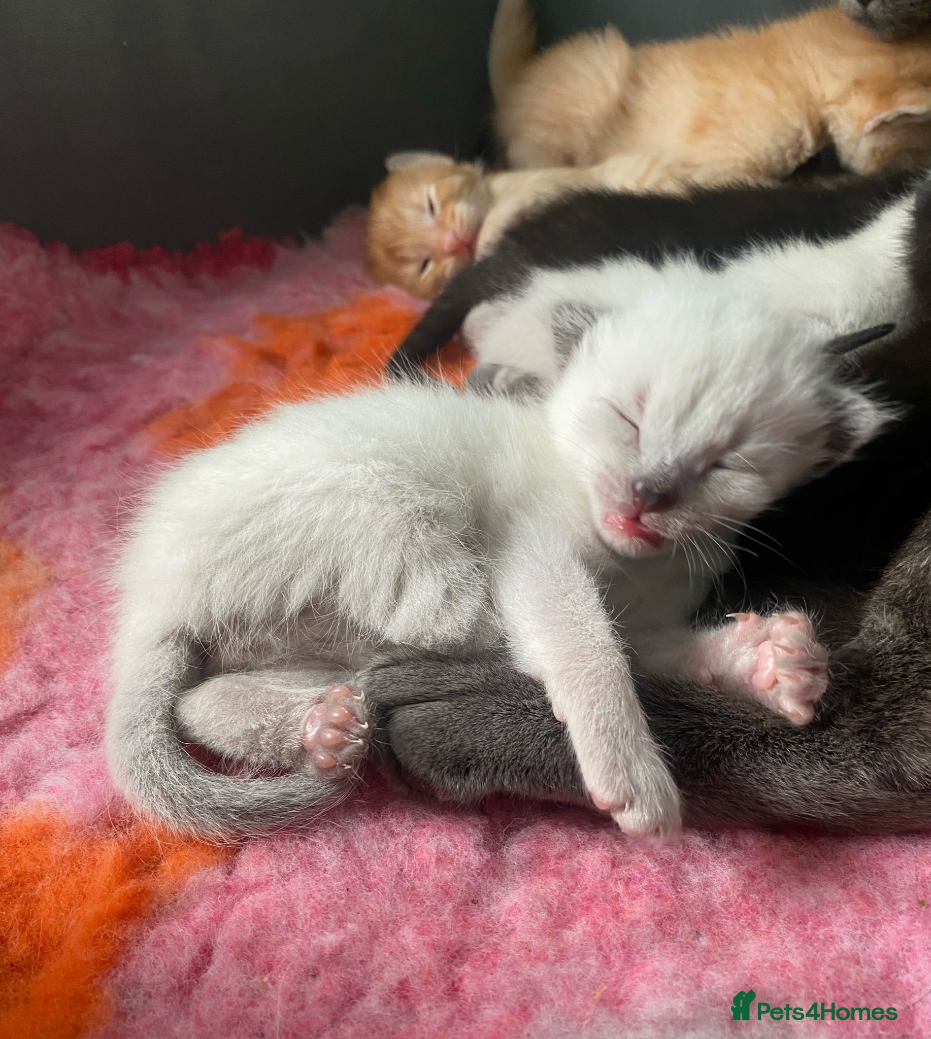 Mixed Breed cats 6 stunning kittens  - Advert 13