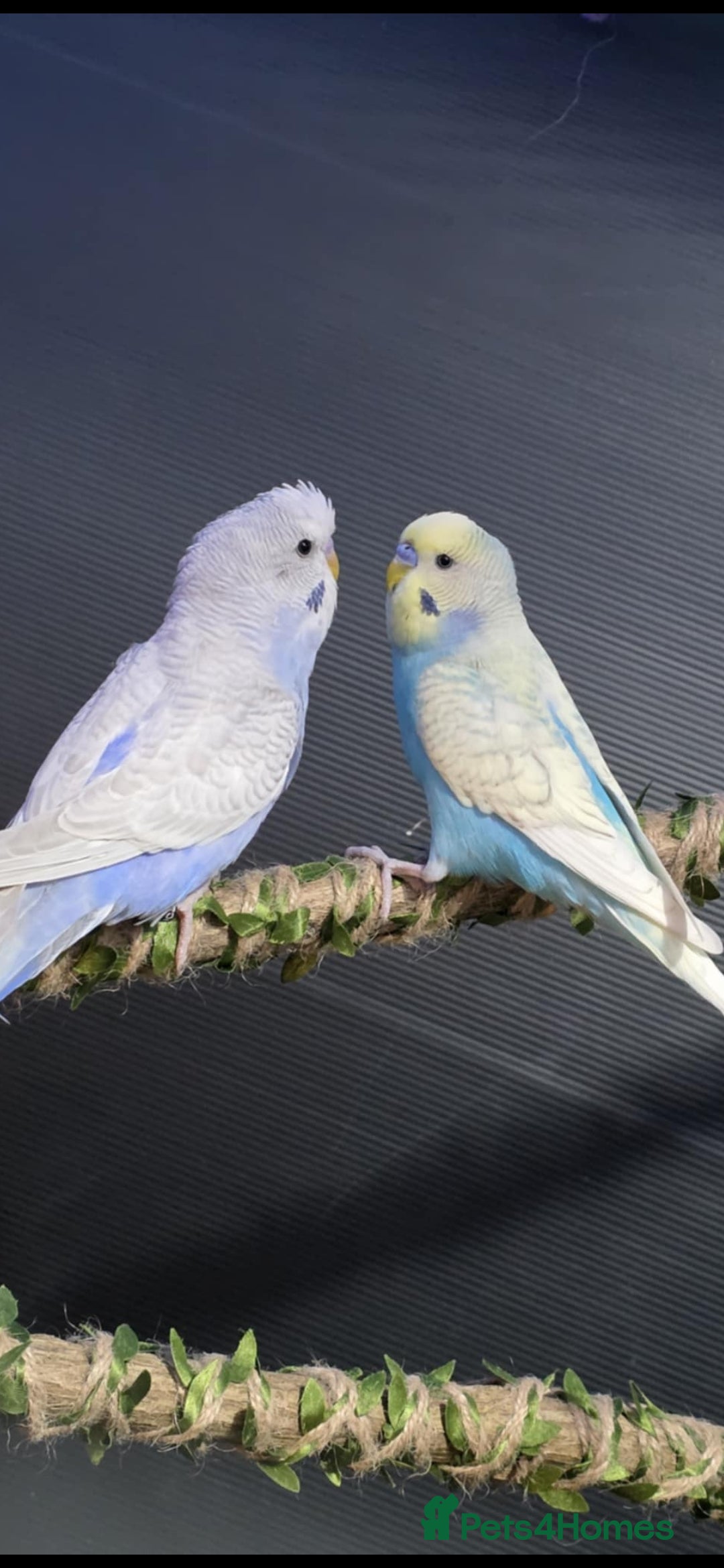 Budgerigars birds Budgies - Various  - Advert 2