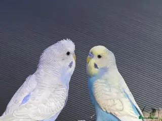 Budgerigars birds Budgies - Various - Advert 2