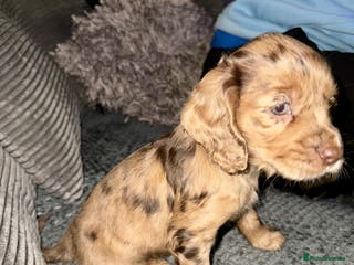 Cocker Spaniel dogs 2 ABSOLUTELY STUNNING GIRLS LEFT 💜 - Advert 4