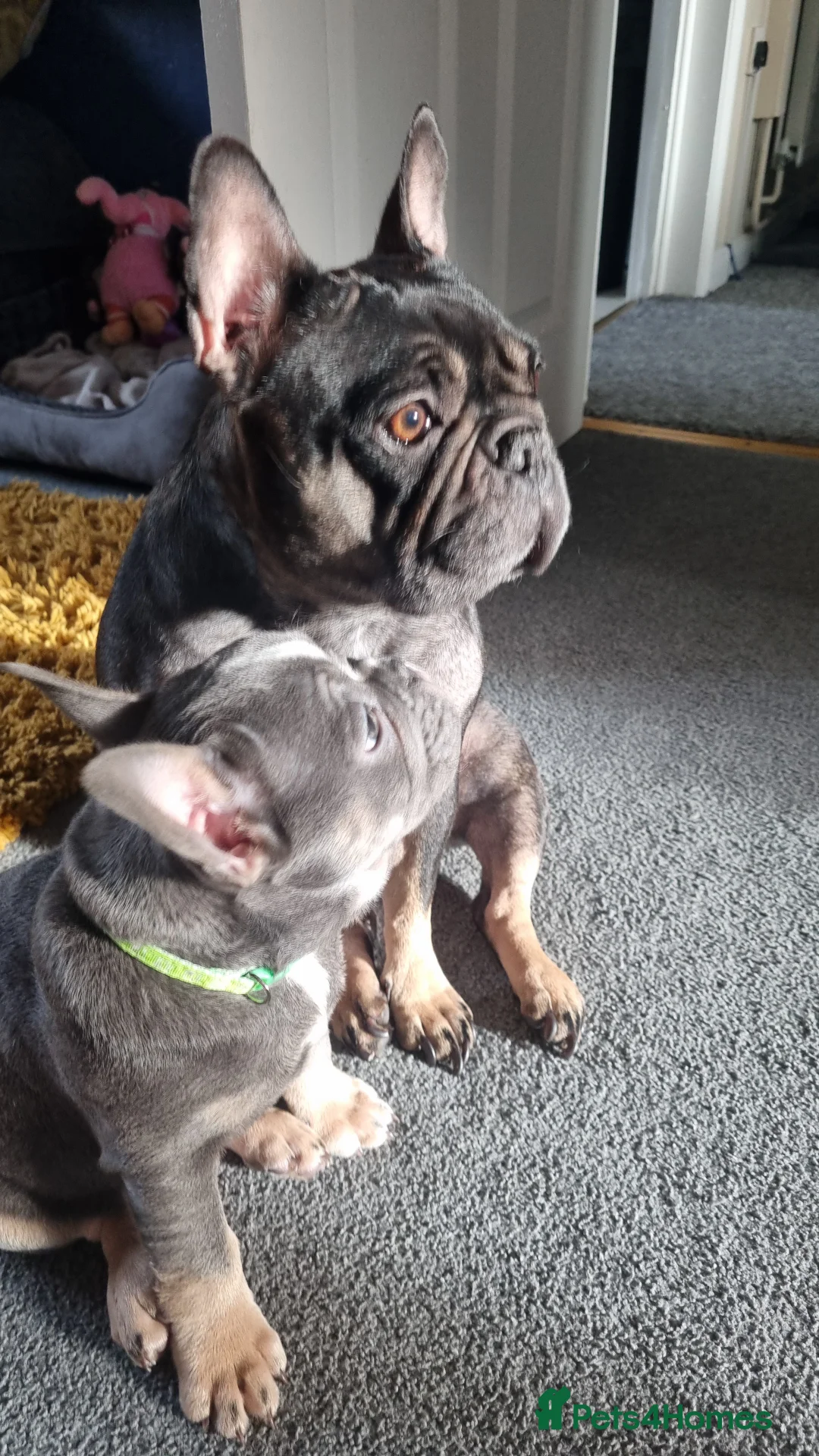 Mixed Breed dogs for sale: Mixed breed puppy in Burton-on-Trent - Advert 2