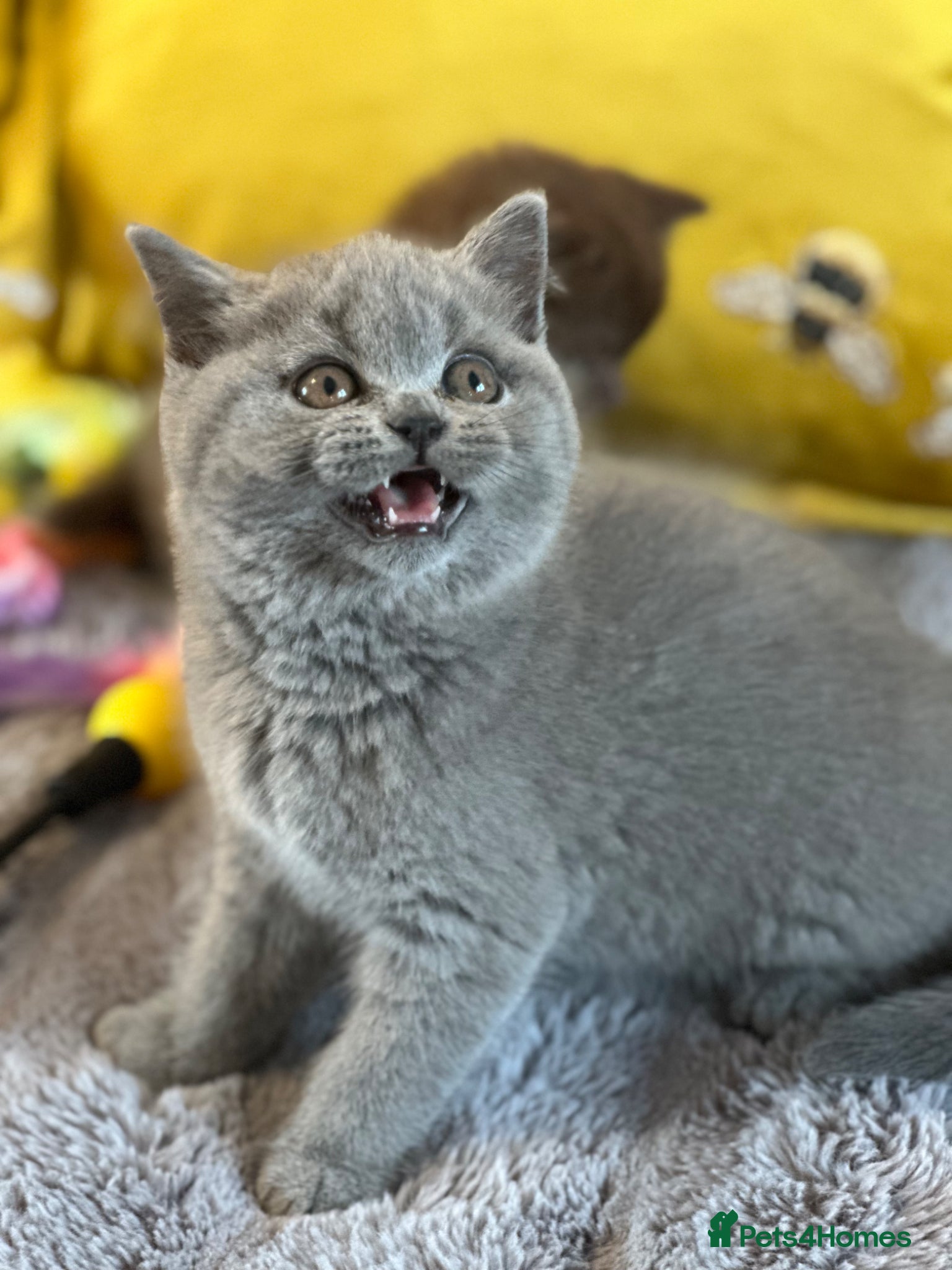 British Shorthair cats Gccf registered kittens  - Advert 2