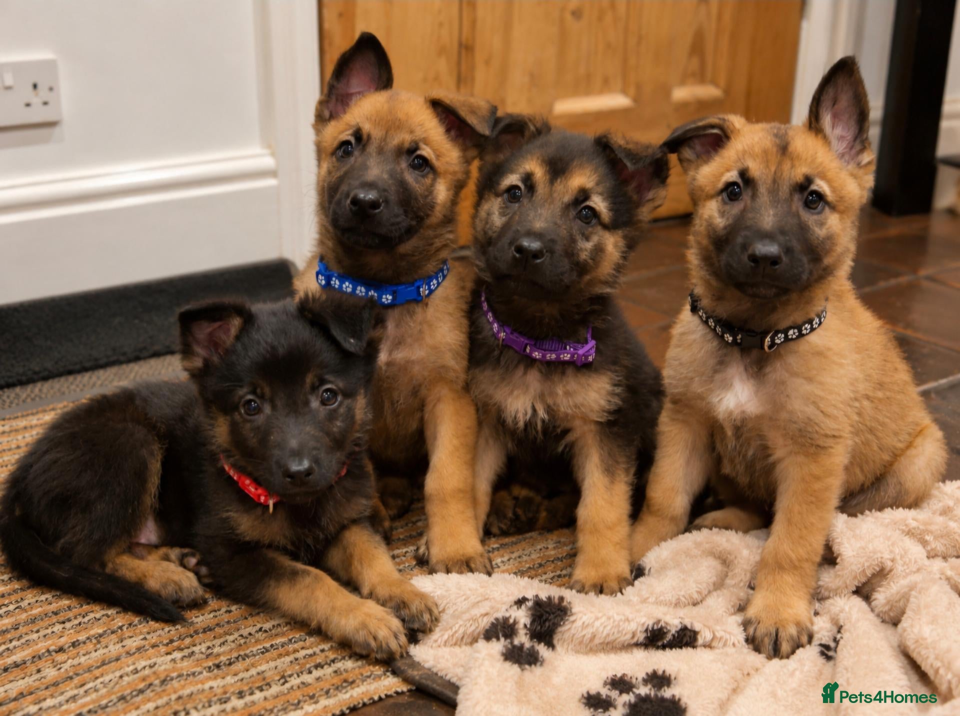 Mixed Breed dogs for sale: Belguim Malinois Puppies  - Advert 8