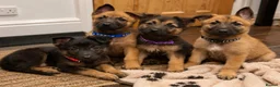 Mixed Breed dogs for sale: Belguim Malinois Puppies  - Advert 1