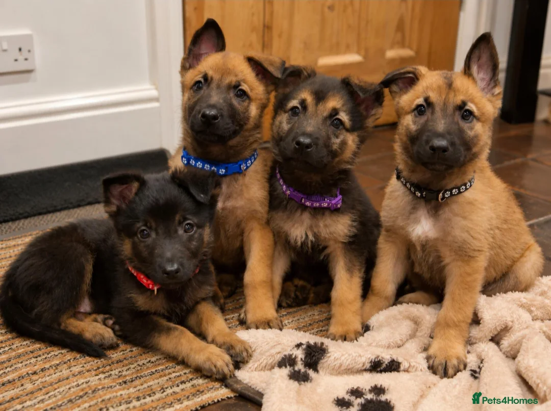Mixed Breed dogs for sale: Belguim Malinois Puppies  - Advert 1