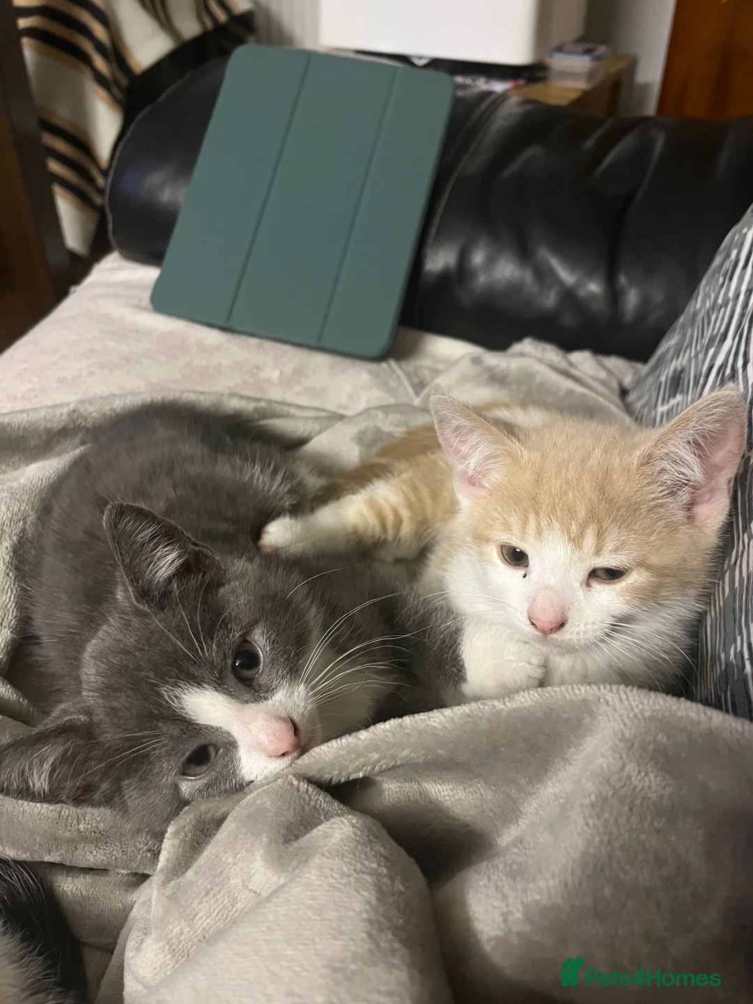 Mixed Breed cats for sale: 3 kittens for sale - Advert 10