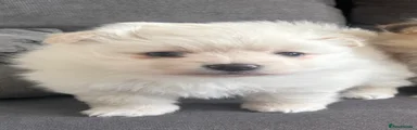 Pomeranian 3
