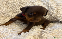 Dobermann dogs for sale: 12 stunning Doberman puppies - Image 10