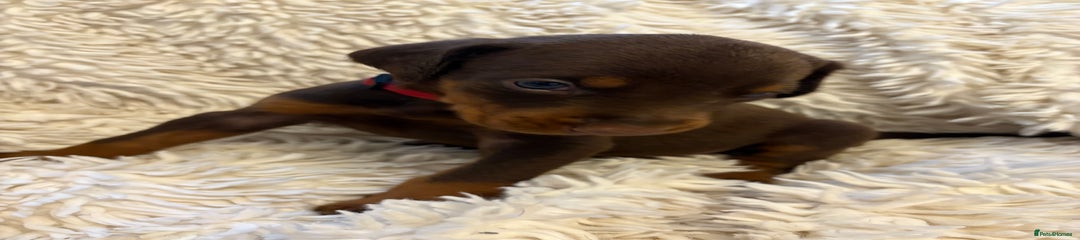 Dobermann Puppy 1 Red collar 