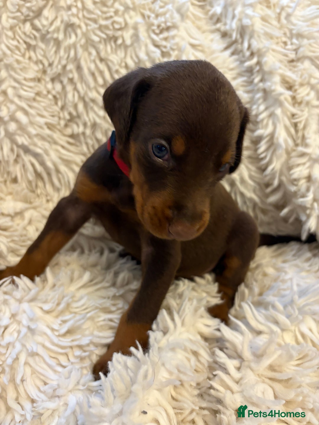 Dobermann dogs for sale: 12 stunning Doberman puppies - Image 10