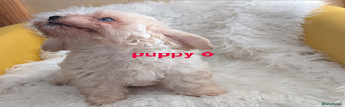 Puppy 6