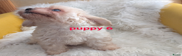 Mixed Breed dogs for sale: Adorable, dachshund/schnauzer/shichon x  in Margate - Advert 33
