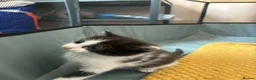 Mixed Breed cats for sale: Black and white boy  - Advert 3