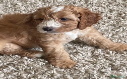 Cockapoo dogs for sale: F1b Cockapoos - Image 8