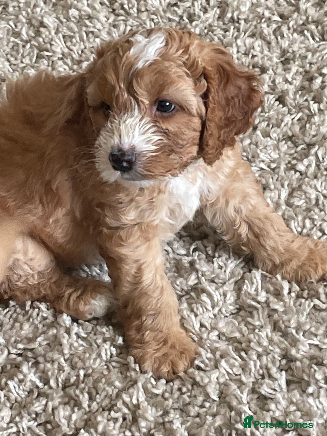 Cockapoo dogs for sale: F1b Cockapoos - Image 8