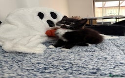 Mixed Breed cats for sale: 2 gorgeous long haired females available - Image 11