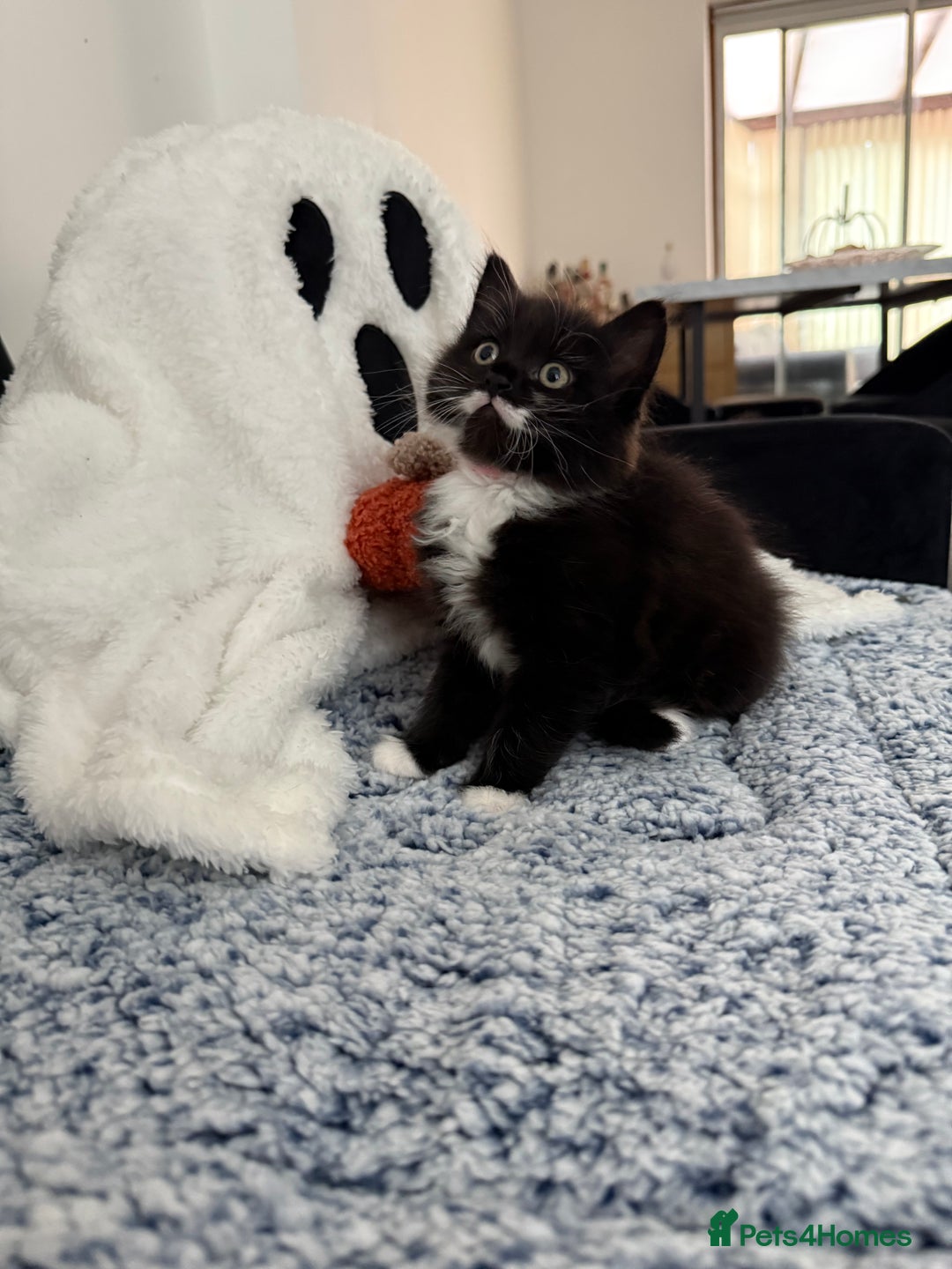 Mixed Breed cats for sale: 2 gorgeous long haired females available - Image 11