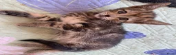 Mixed Breed cats for sale: Gorgeous kittens Ready Now! - Advert 9