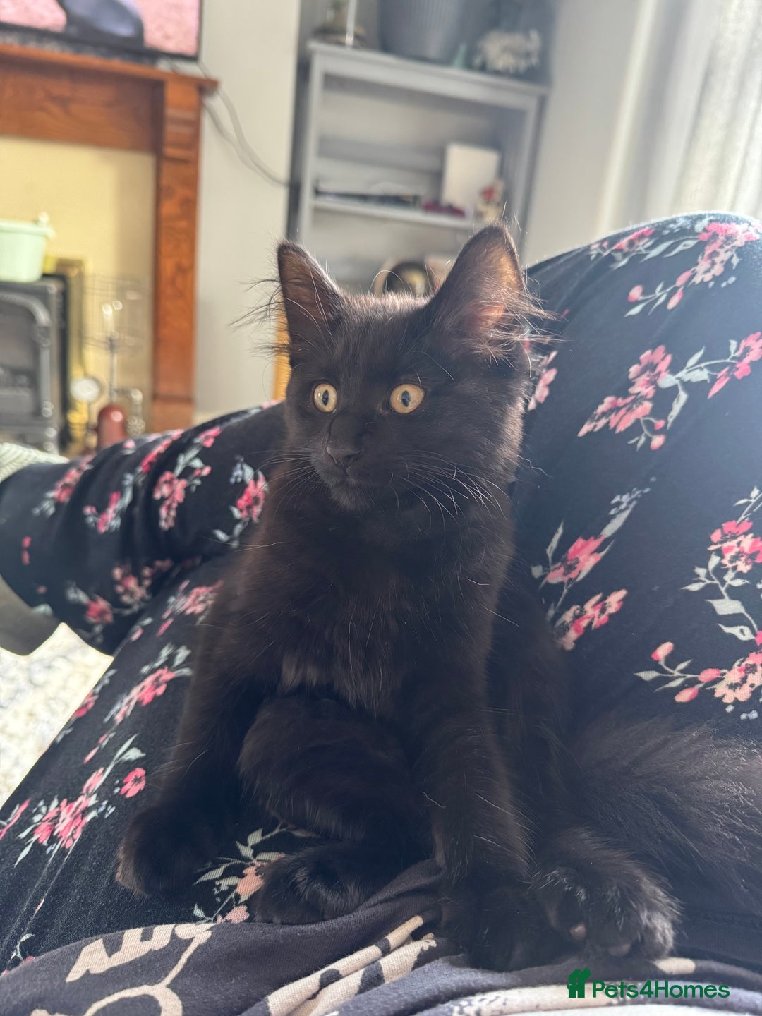 British Longhair cats for sale: Three kittens for sale  - Image 1