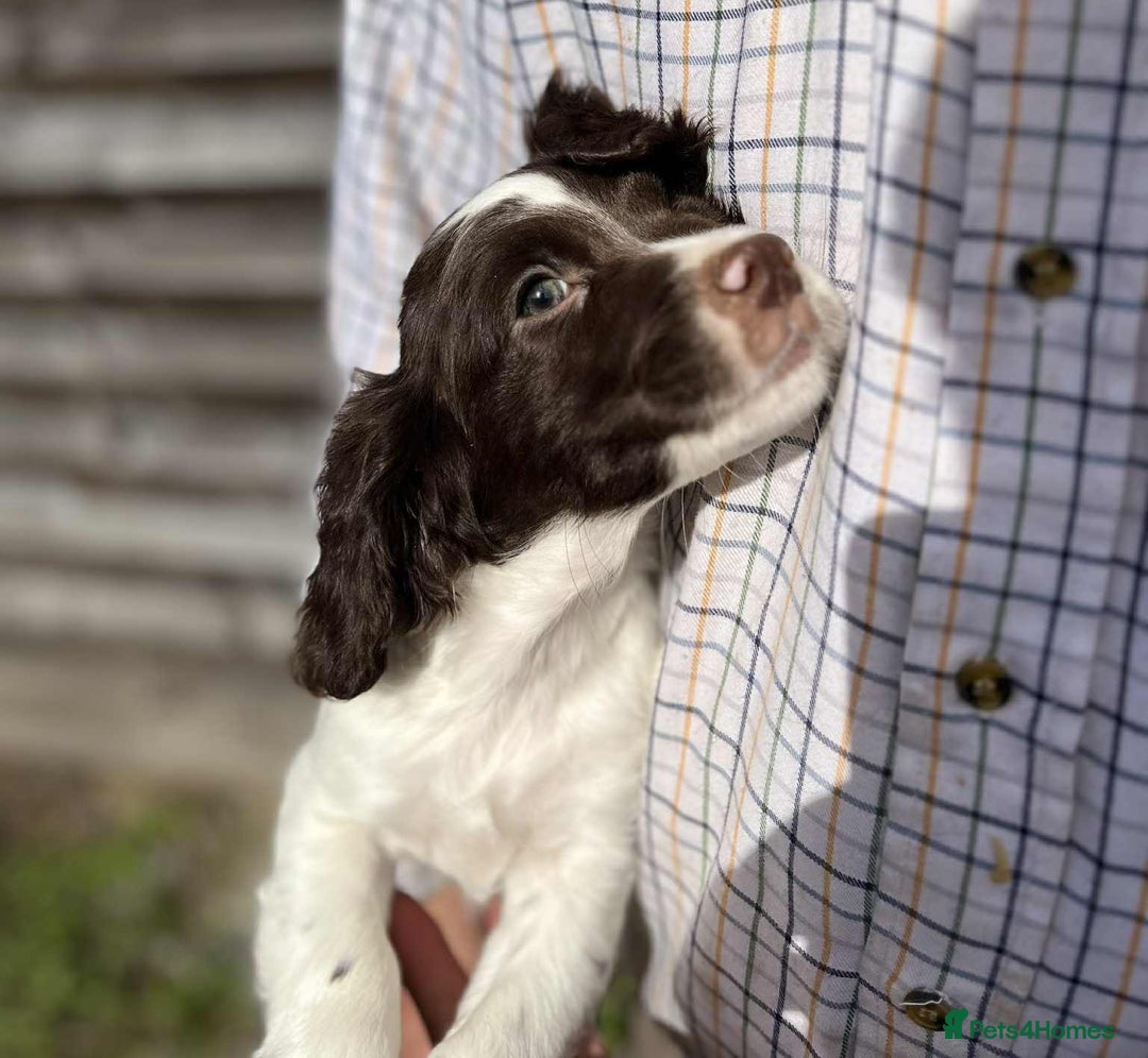 Sprocker dogs for sale: Beautiful Litter of Sprocker Spaniel Puppies - Image 5