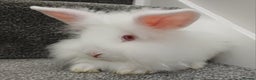 Lionhead rabbits for sale: White Male Lionhead Rabbit. 10 weeks old.  - Advert 3