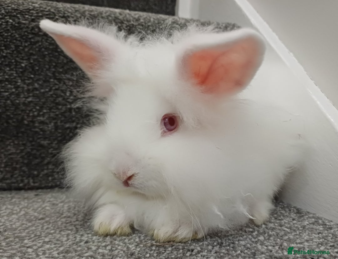 Lionhead rabbits for sale: White Male Lionhead Rabbit. 10 weeks old.  - Advert 3